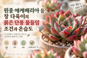 붉게 물든 에케베리아