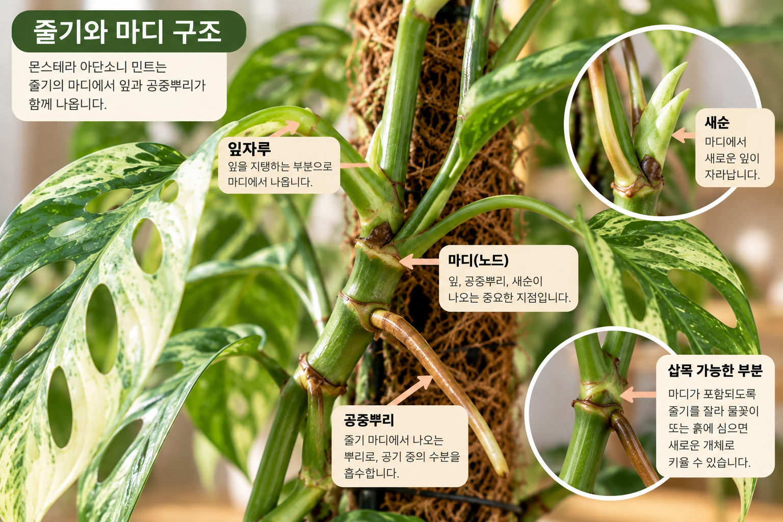 몬스테라 아단소니 민트의 줄기와 마디 위치를 설명하기 위한 AI 제작 구조 그림