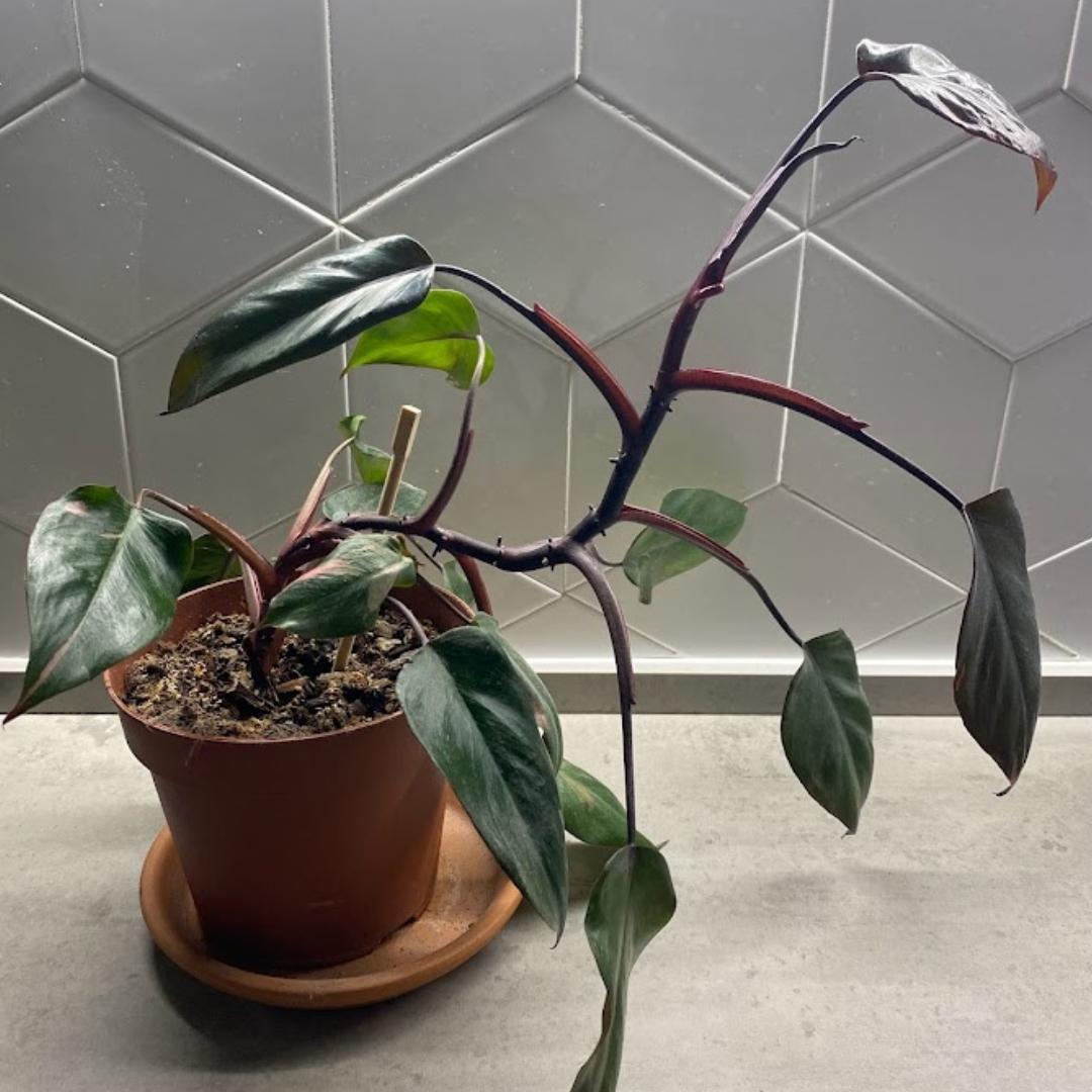 핑크 프린세스 새잎 변화를 살펴보기 위한 식물 사진